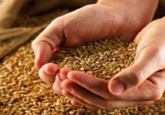 گندمکاران حتما بخوانند/ نرخ واقعی گندم چقدر است؟