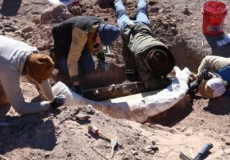 کنده درخت، گنج ۱۲ هزار ساله بود